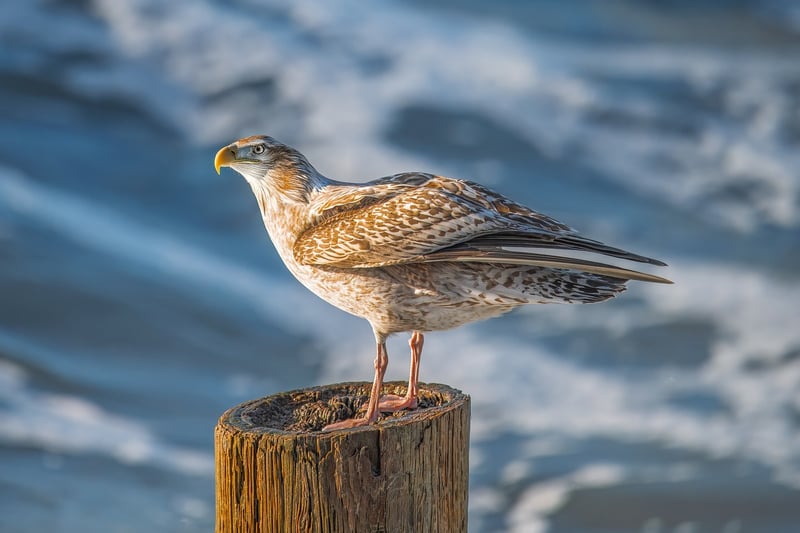 Unique Fusion Creations